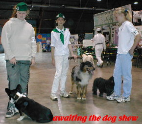 awaiting the dog show
