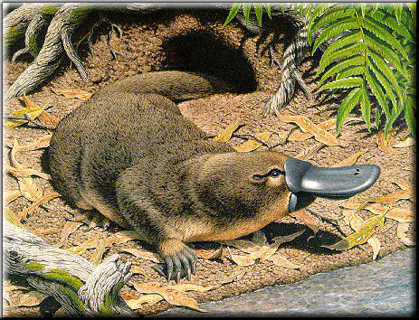 Platypus by Rod Scott.  &copy; Australian Geographic Journal Number 12, Oct-Nov 1988.  Image used with kind permission.